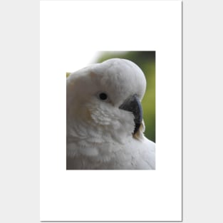 Sulphur Crested Cockatoo Posters and Art